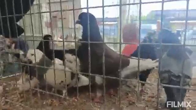 25.05.2025г Ярмарка голубей птичий рынок садовод Москва