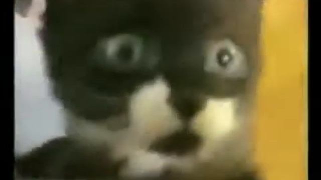 Животные пирколы 2014, супер прикол с животными, приколы собака танцует смотреть онлайн