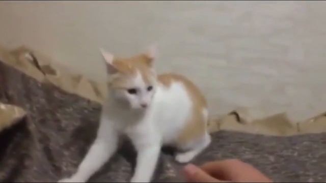 Где моя сосиска?