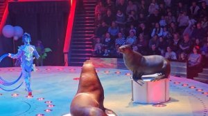 Влог!Цирк вернадского🎪КороЛЕВство.🦁