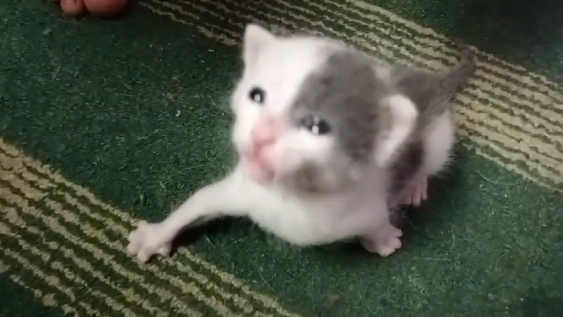 Маленький Котенок Гаражик.