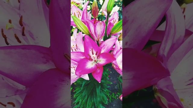 В День святих Петра та Павла смотреть онлайн