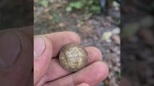 поиск с металлоискателем vanquish 540/царское серебро #клад