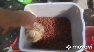 Субстрат керамзит для гидропоники Очистка