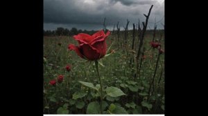 SUNO AI/ Были мы с тобой ( стихи Натальи)