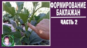 Как формировать баклажаны ЧАСТЬ 2. Пасынкование