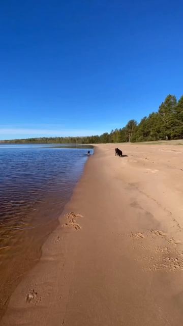 #щенкилабрадор #лабрадор