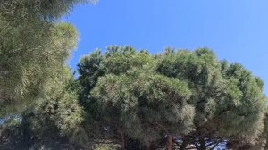 ПАНСИОНАТ  " НЕВА "
АЛУШТА.
23.05.2025.