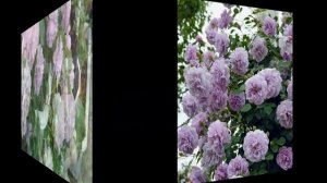 Что в имени твоем?! Rainy Blue- японская роза с нордическими