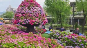 САДЫ КОРЕИ  СКАЗОЧНЫЙ САД  С ГОРТЕНЗИЯМИ Hydrangea Garden 2025