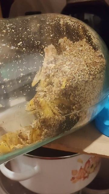 Восковая моль. Огневка