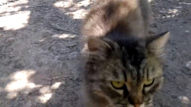 ютуб видео приколы с животными кошка дает пощечину собаке смотреть онлайн