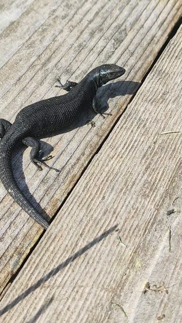 Ящерица на даче смотреть онлайн