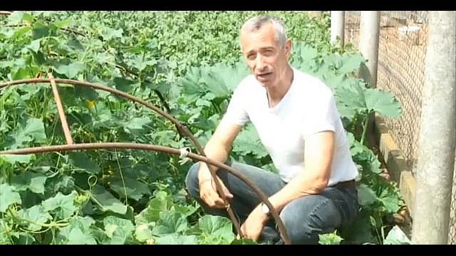 Звонок доктору Огурцу-Гр.Эндрю