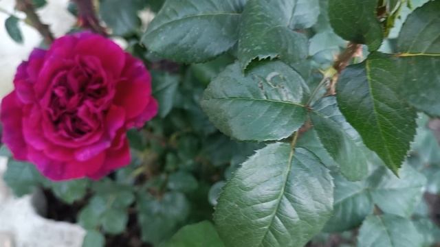 Динская. 22.05.25. Клубника. смотреть онлайн