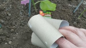Втулки от туалетной бумаги, пригодились для рассады кабачков и тыкв