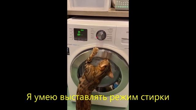Коты и Котики. Сериал про Кошек . Прикольные котики. Февраль 2024 смотреть онлайн