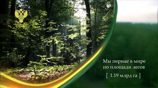 Лес - национальное достояние смотреть онлайн