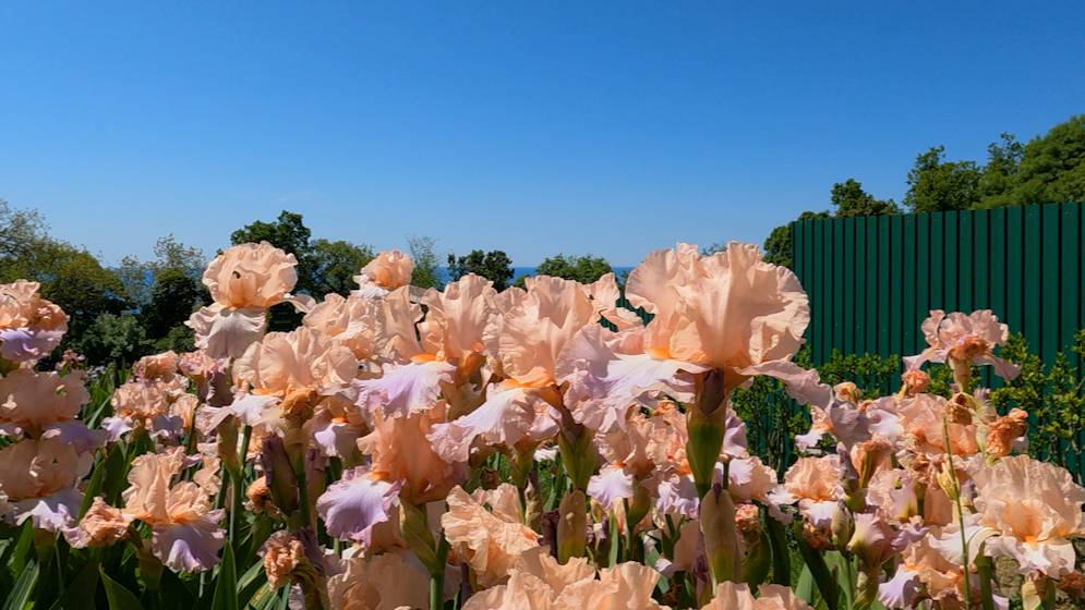 Ирисы смотреть онлайн