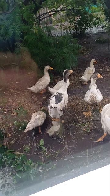 УТКИ ПОД ДОЖДЁМ. ОН ИХ ДРУГ смотреть онлайн