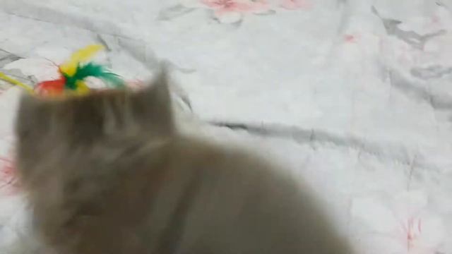Маленькие пушистики играются #Кошки #Коты #Котята #Прикольные #Веселые #Красивые #Играют смотреть онлайн