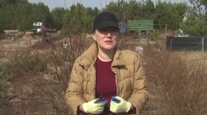 Как вермикомпост повлиял на нашу голубику