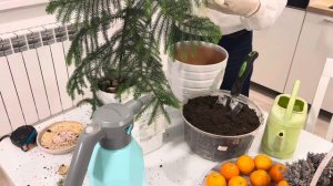 Араукария. Как выращивать. Мой уход. Пересадка. В домаш