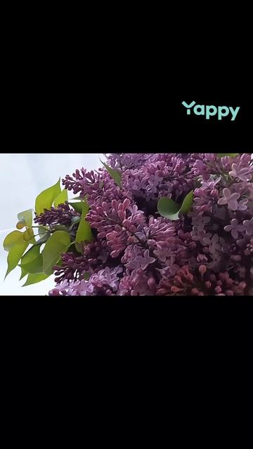 СИРЕНЬ смотреть онлайн