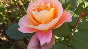 Начало первой волны цветения роз 2025