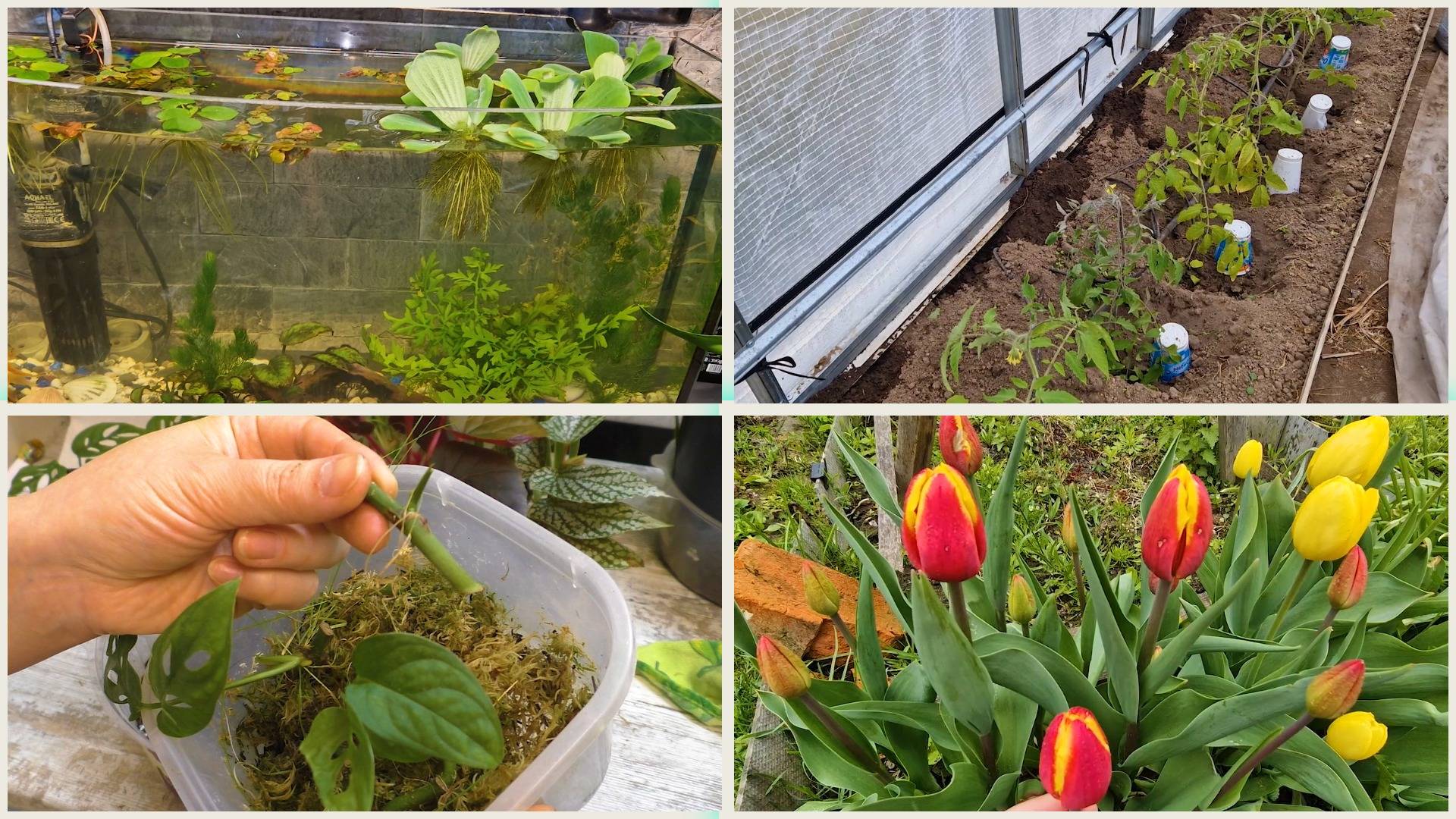 Скорая увезла Марка. Почистили аквриумы и перенесли в ЦК. Пересадка черенков Монстеры с ассистентом смотреть онлайн