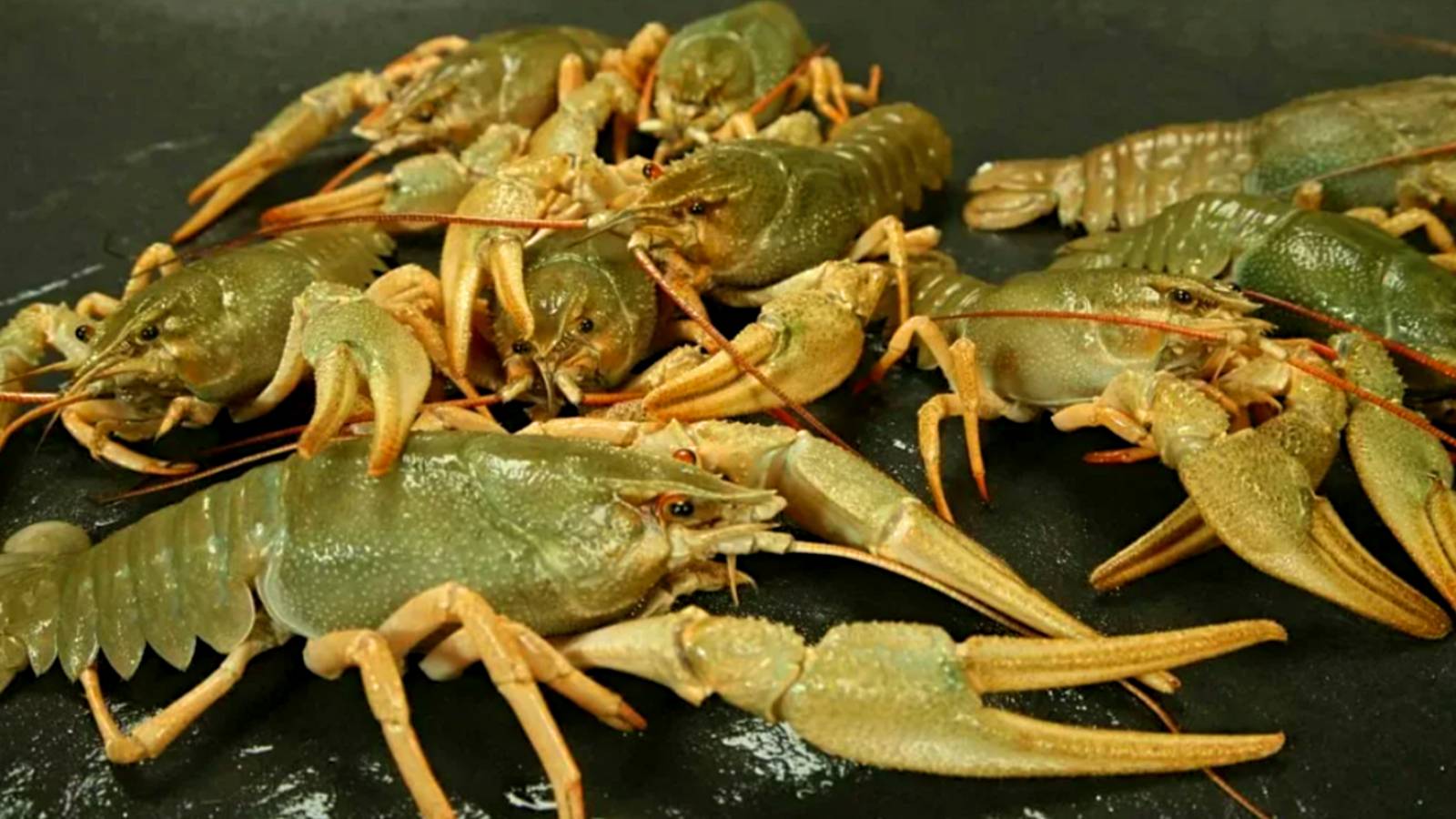 ЛУЧШАЯ ПРИМАНКА ДЛЯ ЛОВЛИ РАКОВ! ПРОСТОЙ СПОСОБ ПОЙМАТЬ МНОГО РАКОВ! ЛОВЛЯ РАКОВ НА РАКОЛОВКИ. смотреть онлайн