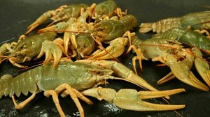 ЛУЧШАЯ ПРИМАНКА ДЛЯ ЛОВЛИ РАКОВ! ПРОСТОЙ СПОСОБ ПОЙМАТЬ МНОГО РАКОВ! ЛОВЛЯ РАКОВ НА РАКОЛОВКИ.