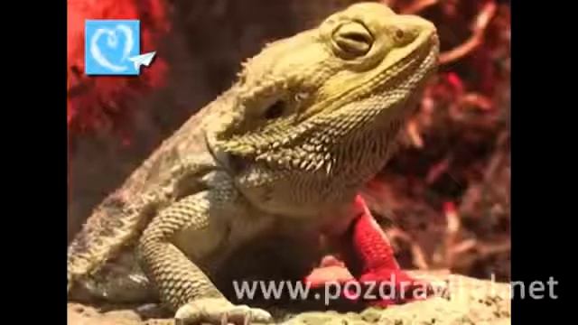 'Я обиделся!' Видео прикол смотреть онлайн