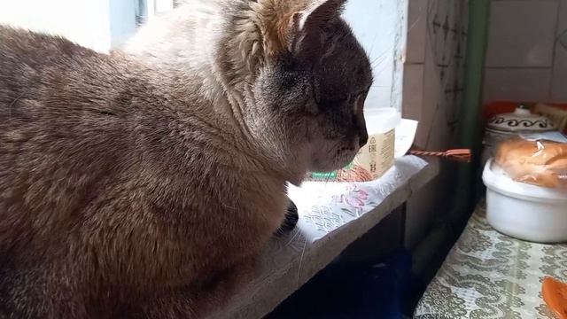 24 мая 2025. Мокромай. смотреть онлайн