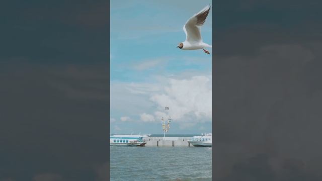 Санкт-Петербург с воды смотреть онлайн