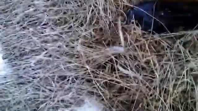 Леха Гриллс - 2 выпуск (+Бонус в конце) смотреть онлайн