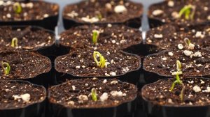 Перец Халапеньо. Рассада - просто и понятно!