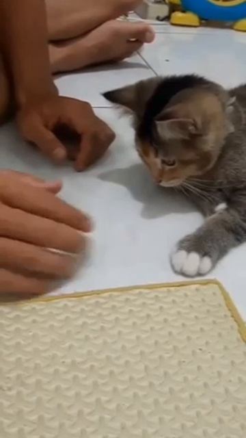 Котёнок быстро учится смотреть онлайн