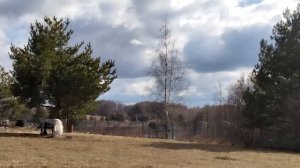 Красивое дачное (29.03.2025) [архив]