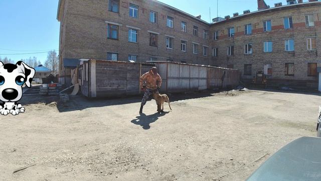 Тренировка (ОКД и трюки). смотреть онлайн