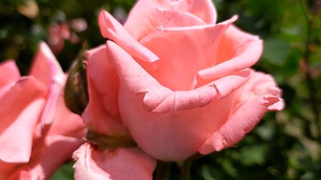 Турецкий сериал Лейла 11 серия русская озвучка | Нур сд? смотреть онлайн