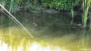 ЗАПРУДА У РУЧЬЯ...РАЗДАЁТ КРУПНЯК НА УДОЧКУ! Поплавок у