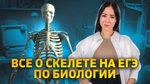 Скелет человека: ВСЁ, что нужно знать для ЕГЭ по биологии 2025 | Задания 13-16 | Умскул