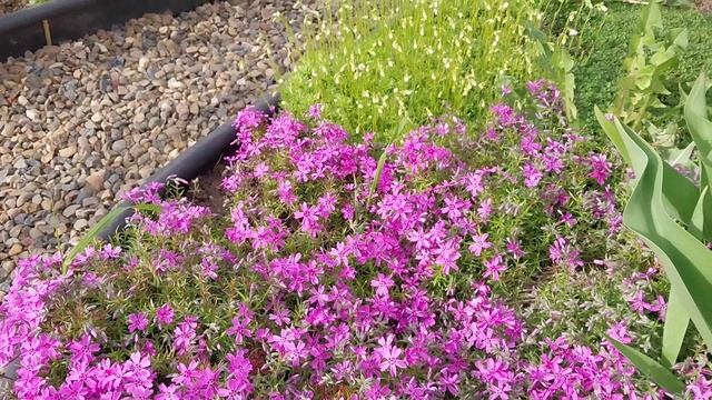 Не опять ,а снова про мою Люсинду! смотреть онлайн