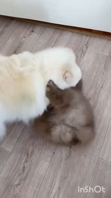 щенок шпица, мальчик лиловый мрамор в продаже #шпиц #продажа #щенки #пенза #чихуа смотреть онлайн