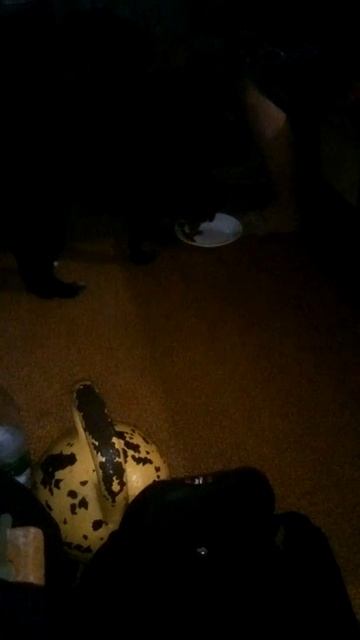 когда собака ест как хочет а хозяин не дает смотреть онлайн