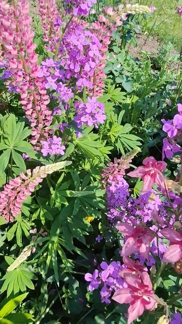 Хочу лето!!! #лето #аквилегия#сад #flowers #цветы #водосбор