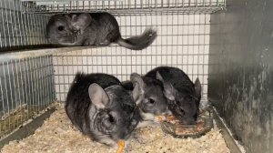 ПЕРСПЕКТИВЫ РАЗВЕДЕНИЯ ШИНШИЛЛ В РОССИИ | ШИНШИЛЛОВАЯ ФЕРМА | ФЕРМА ШИНШИЛЛ