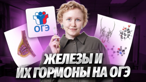 Эндокринная система для ОГЭ по биологии | Умскул