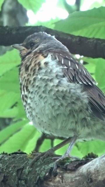 Птенец рябинника смотреть онлайн